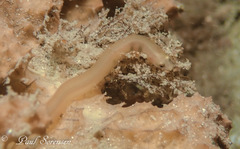 Alabes dorsalis