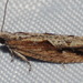 Bayberry Leaftier Moth - Photo (c) Paul Bedell, some rights reserved (CC BY-SA), uploaded by Paul Bedell