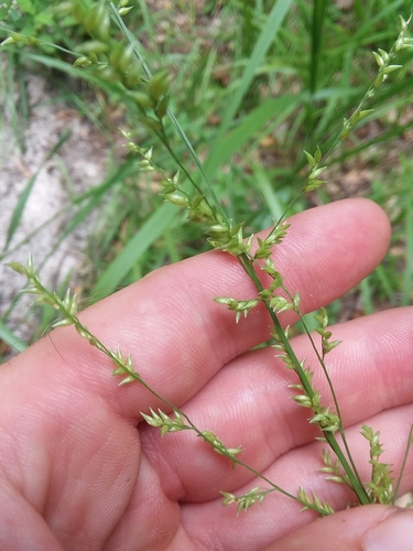 Coleataenia anceps ssp. anceps