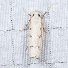 Glyphidocera