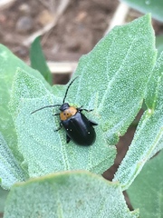 Disonycha triangularis