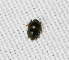 Amphicrossus ciliatus