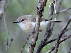 Gerygone magnirostris
