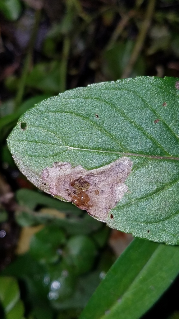 Calycomyza menthae