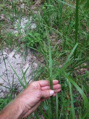 Coleataenia anceps anceps