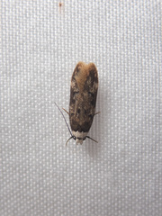 Endrosis sarcitrella