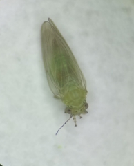 Amorphicola amorphae