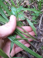 Coleataenia anceps anceps