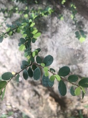 Phyllanthus cochinchinensis