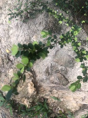 Phyllanthus cochinchinensis