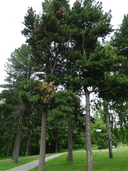 Pinus sibirica