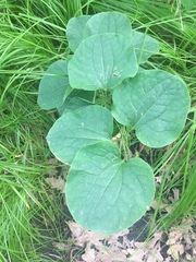 Smilax ecirrhata