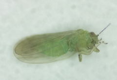 Amorphicola amorphae