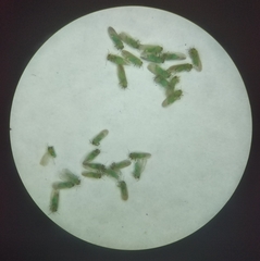 Amorphicola amorphae