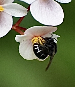 Colletes granpiedrensis