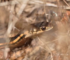 Masticophis lateralis euryxanthus
