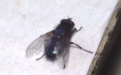 Protophormia terraenovae