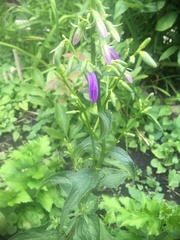 Campanula trachelium