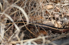 Masticophis lateralis euryxanthus