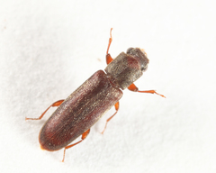 Trogoxylon parallelipipedum