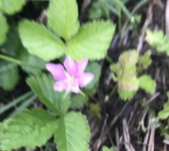 Rubus arcticus