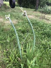 Allium proliferum