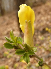 Chamaecytisus