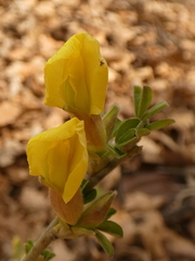 Chamaecytisus