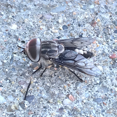 Tabanus trimaculatus