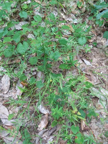 Image of Linum striatum by (c) Will McFarland, some rights reserved (CC BY)