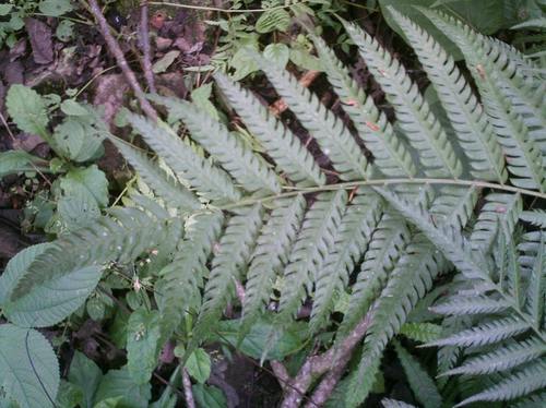 Image of Pteris deflexa by (c) Ezequiel Vera, some rights reserved (CC BY)