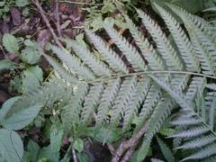 Pteris deflexa