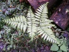 Pteris deflexa