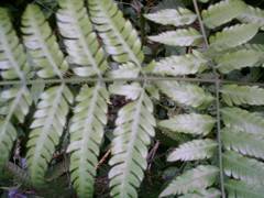 Pteris deflexa