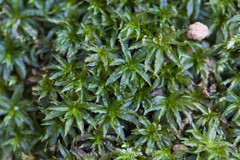 Atrichum selwynii