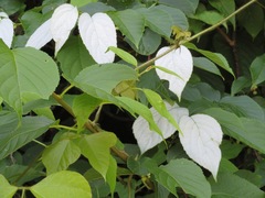 Actinidia polygama