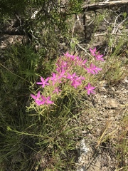 Zeltnera beyrichii