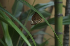 Elymnias hypermnestra