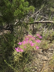 Zeltnera beyrichii