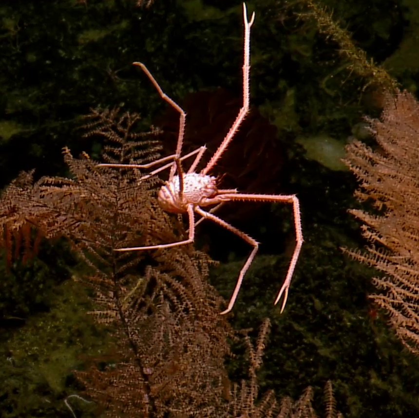 Sternostylid Squat Lobsters