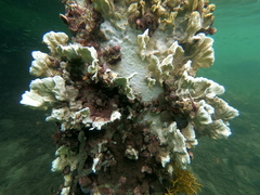 Millepora complanata