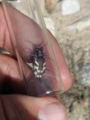 Cicindela tranquebarica diffracta