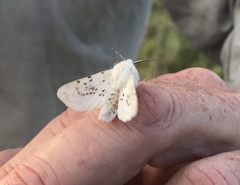 Spilosoma dubia