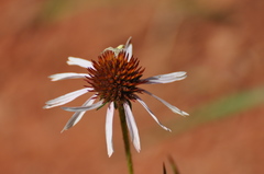 Echinacea angustifolia