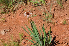 Echinacea angustifolia