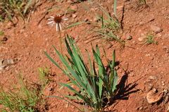 Echinacea angustifolia