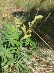 Lupinus perennis