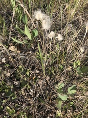 Geum triflorum