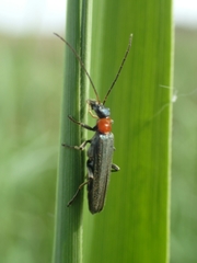 Oedemera croceicollis