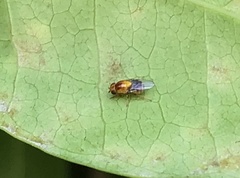 Thaumatomyia rubida